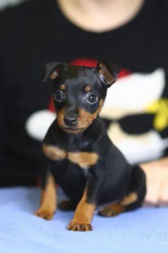 Cachorro filhote Pinscher/Pincher pelagem densa dócil companheiro dócil