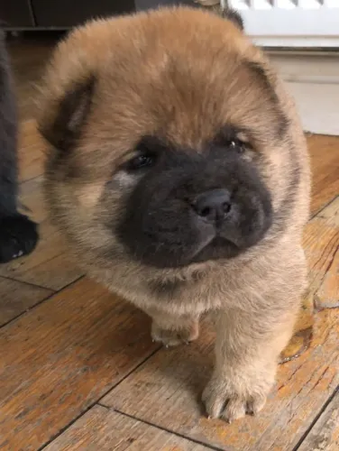 Chow Chow,Chow Chow Filhote Top Padrão da Raça