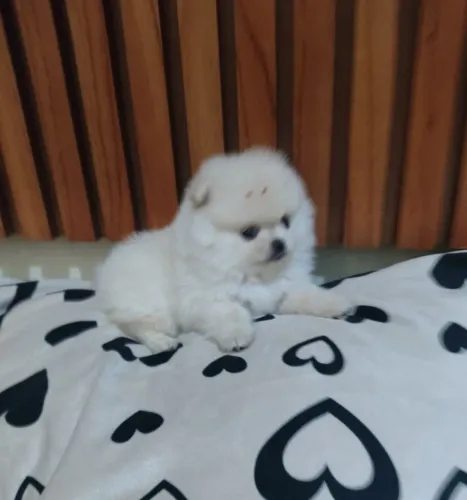 Filhote lulu ursinho macho baby face
