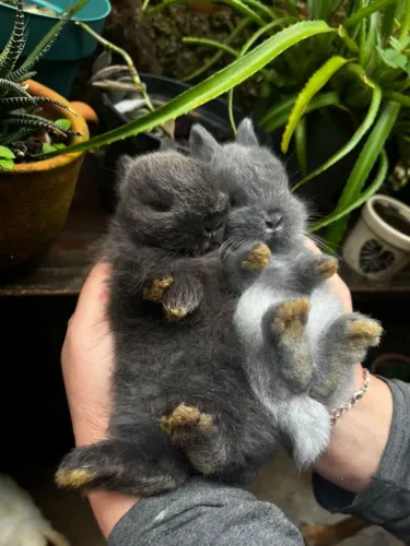 Filhote Coelho Netherland Dwarf