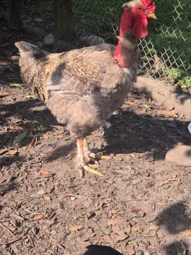 Galo pescoço pelado Gigante
