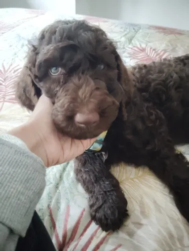 Cachorro poodle Marrón Mediano.