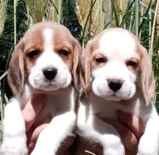 Filhotes de Beagle | Sempre trazendo felicidade