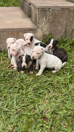PITBULL X DOGO ARGENTINO FILHOTES TOP