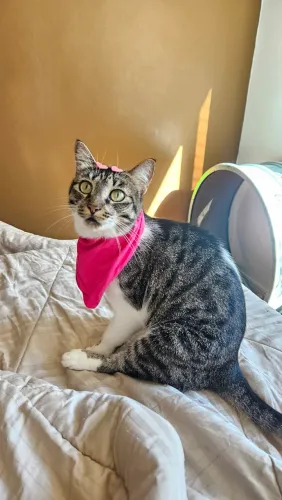 Gatinhos para adoção 