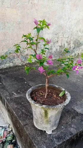 Primavera bougainviella
