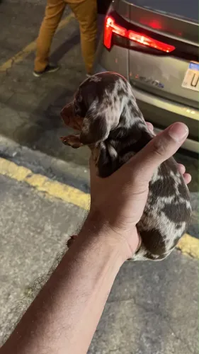 Basset miniatura mofado fêmea