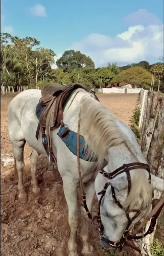Doando essa égua, me chame no WhatsApp pós estou indo embora