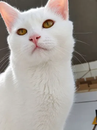 Doação de gatinho jovem