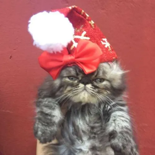 Gato Persa lindos filhotinhos com excelente genética