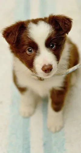 Filhotes De Border Collie - Patinhas Que Deixam Marcas Boas 