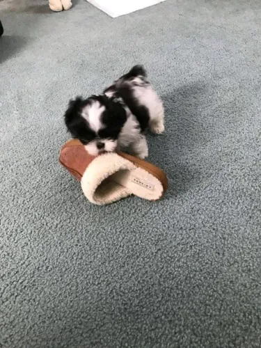 Filhotes de Shih Tzu | Filhotes pra se apaixonar!
