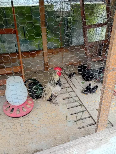 Lindos casal de garnisé com pintinhos