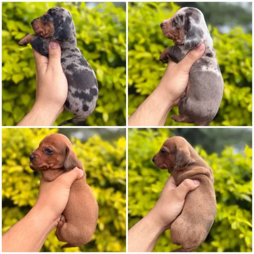 Filhotes de Dachshund Miniatura