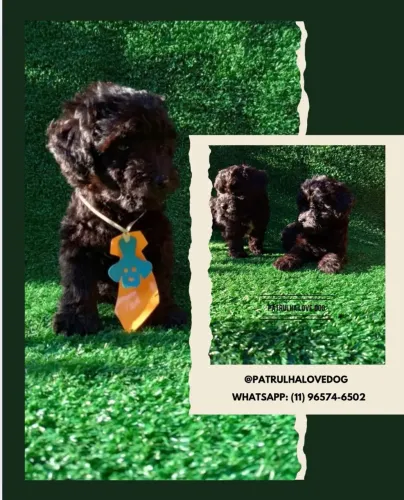 Poodles disponíveis 