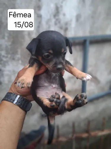 Cachorro