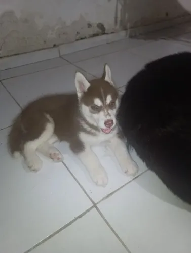 Vendedor husky siberiano (macho)