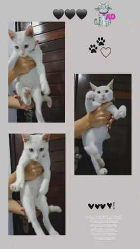 Doação de gato