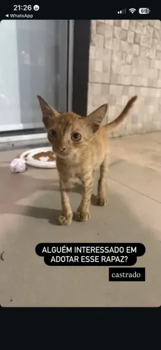 Gatinho Laranja