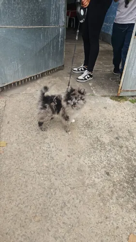 Lulu da pomerania Bluetooth merli