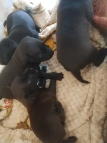 Filhotes de pinscher macho - já comendo ração - liberado só 499