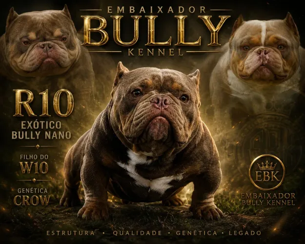American bully