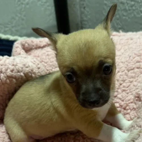 Chihuahua | Chama no WhatsApp
