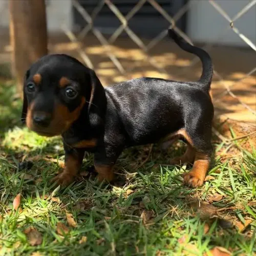 Dachshund  sua nova 4 patas amorosa 