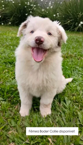 Filhotes Boder Collie