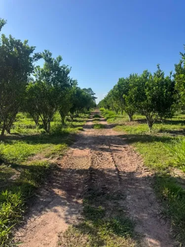 Vendo maravilhosa fazenda produtiva catu