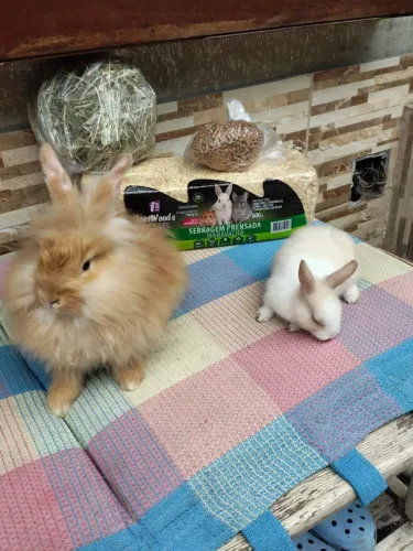 MIini Coelhos raças Netherland e Mini Lion