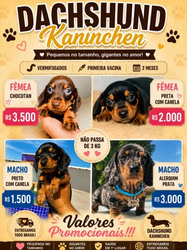 Filhote de basset / Dachshund kaninchen