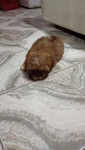 Cachorro Shitzu 