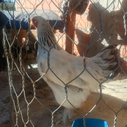 Galinha Brahma R$250