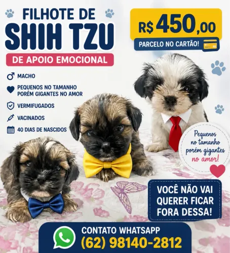 Filhote de Apoio Emocional Shih tzu