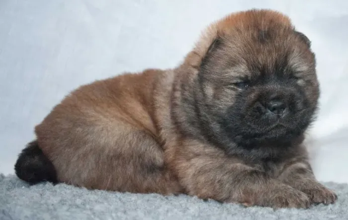 Chow Chow,Chow Chow Filhote Vacinado e Vermifugado