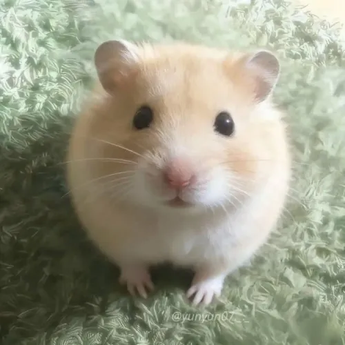 Hamster