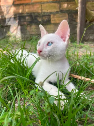 Gatinha castração garantida