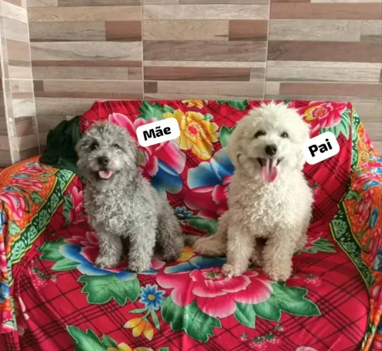 Vende-se filhotes de poodle toy