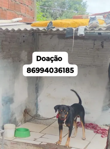 Doação deste cachorro 