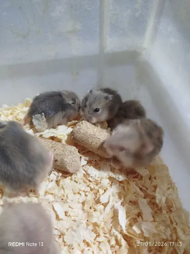 Hamster anão russo 