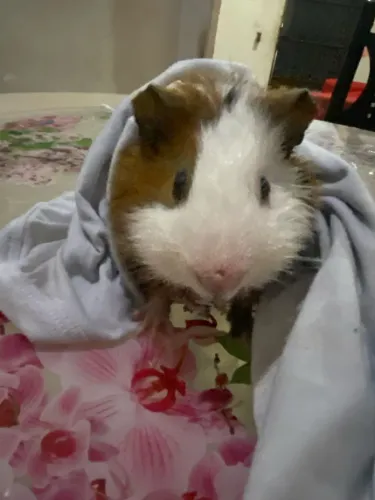 Doou porquinho da índia