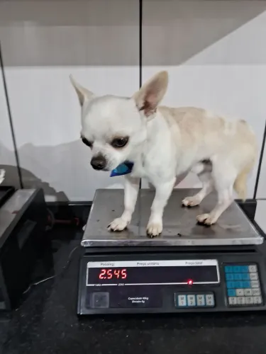 Chihuahua padreador pequeno 1 ano e meio