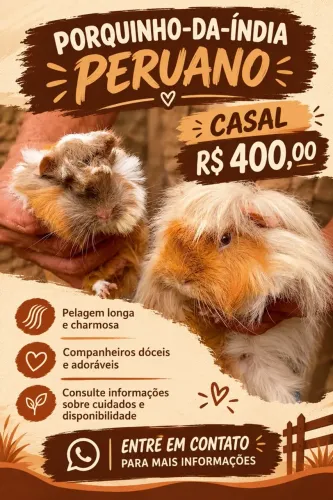 Porquinho da índia peruano