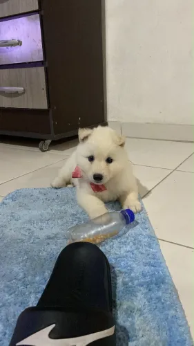 Husky siberiano duas fêmeas 3 meses de vida , já tomaram a primeira vacina (v12)