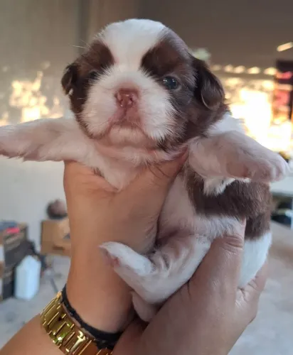 Filhote de Shihtzu 
