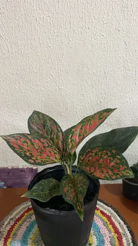 Aglaonema