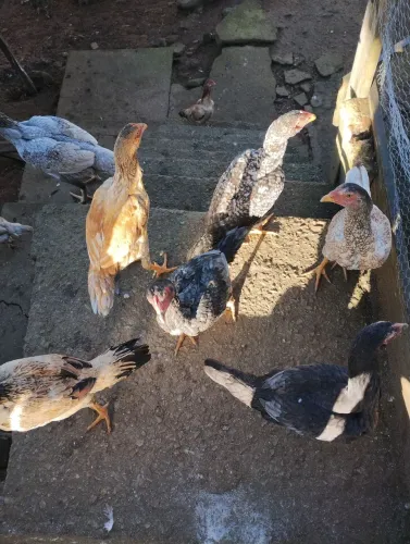Franguinhos 