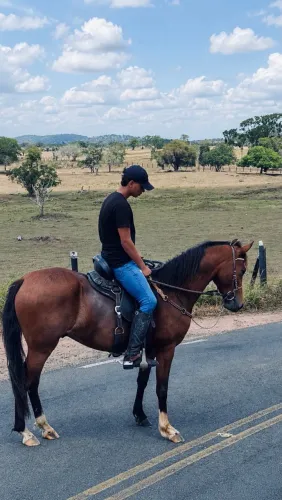 Cavalo MM
