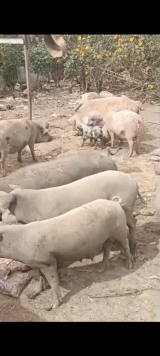 Vende se porco 14 reais o kilo